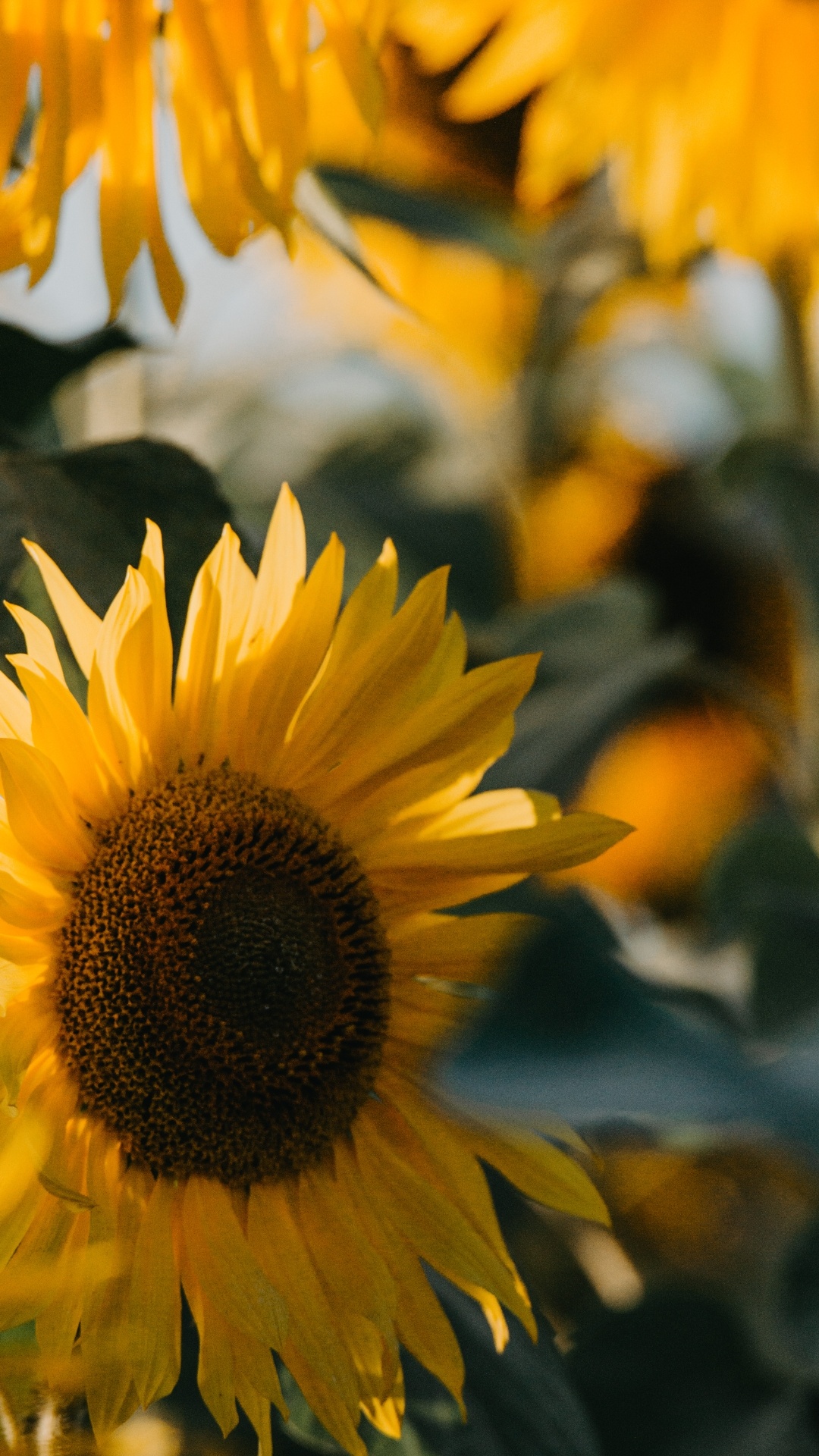 Girasol, Financiación, Impuesto, Dinero, Riqueza Cordinaria. Wallpaper in 1080x1920 Resolution