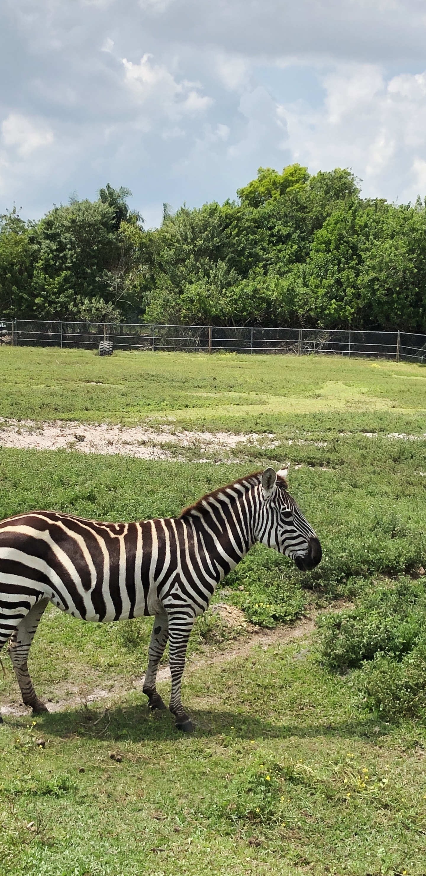 Zebra, Tierwelt, Quagga, Heideflächen, Naturschutzgebiet. Wallpaper in 1440x2960 Resolution