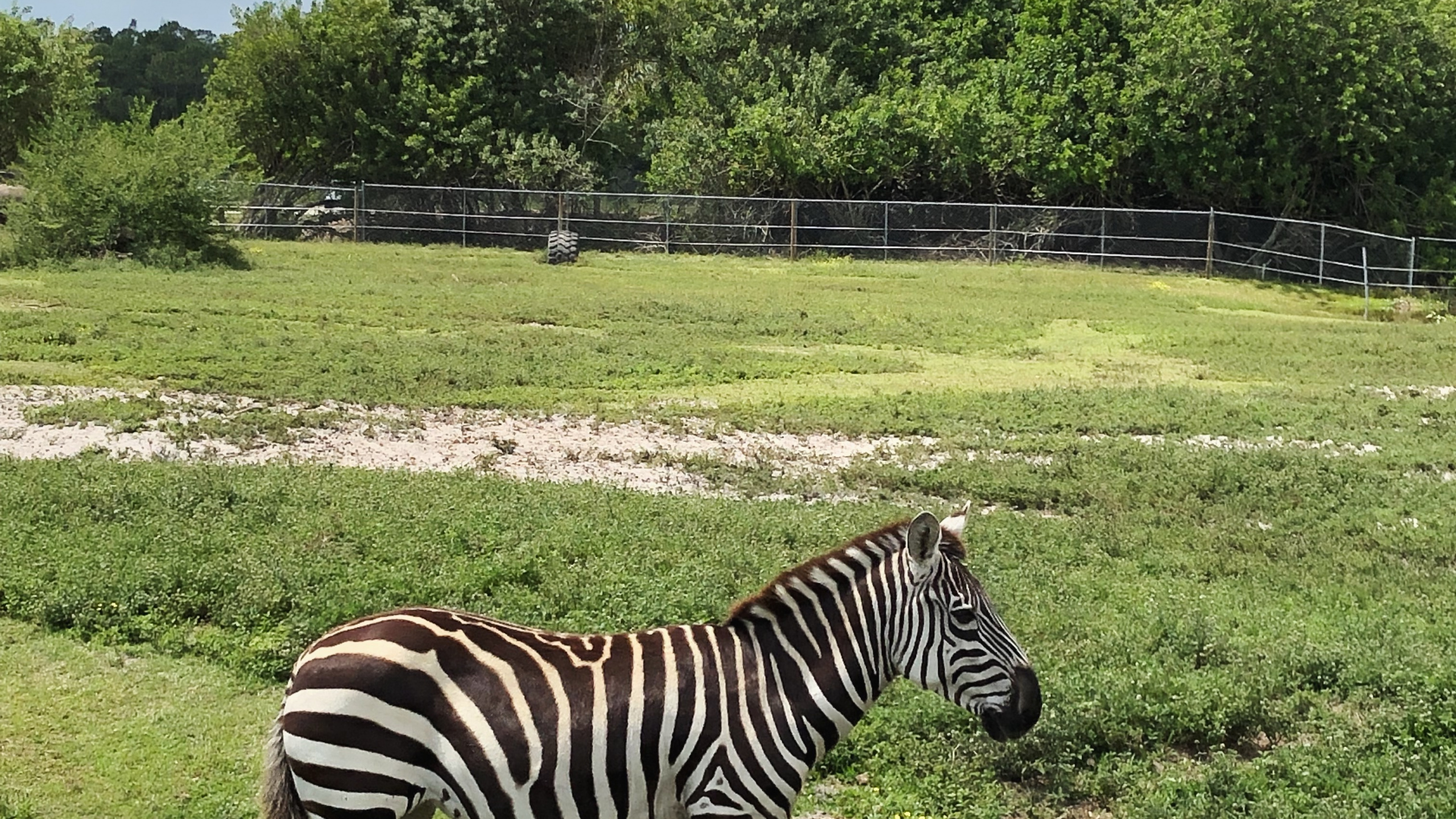 Zebra, Wildlife, Quagga, Shrubland, Nature Reserve. Wallpaper in 2560x1440 Resolution