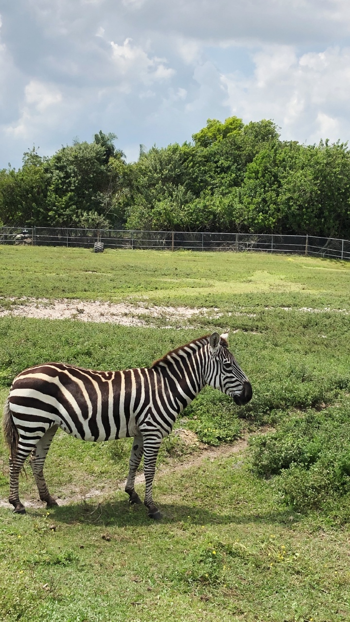 Zebra, Wildlife, Quagga, Shrubland, Nature Reserve. Wallpaper in 720x1280 Resolution