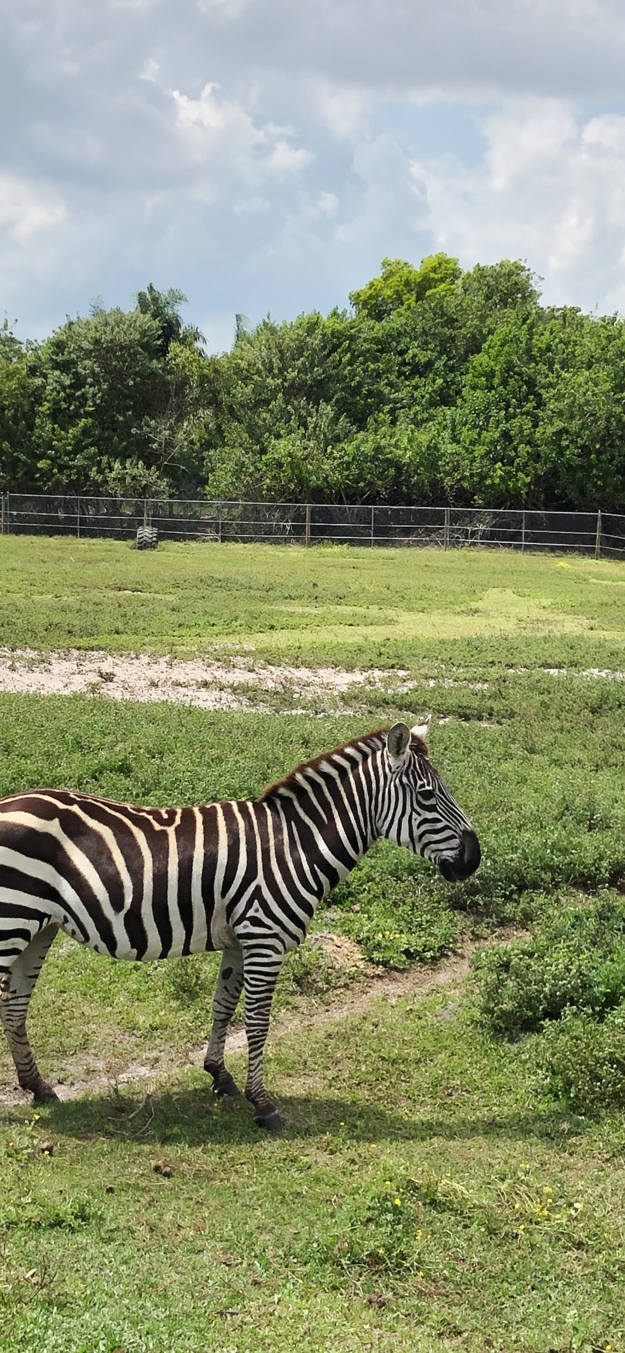 Zèbre, Quagga, Les Landes, la Réserve Naturelle De, Pour Les Animaux Terrestres. Wallpaper in 1242x2688 Resolution