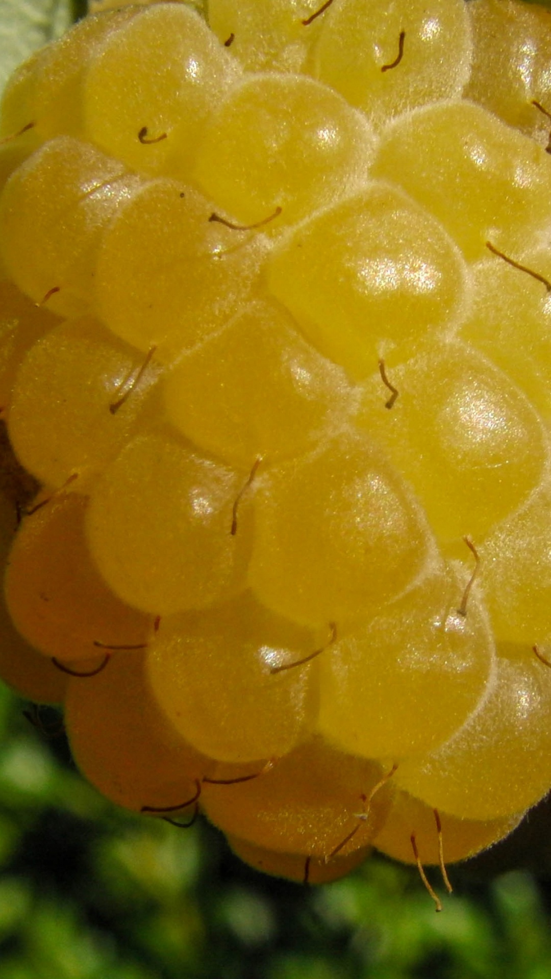 Gelbe Frucht in Makrolinse. Wallpaper in 1080x1920 Resolution