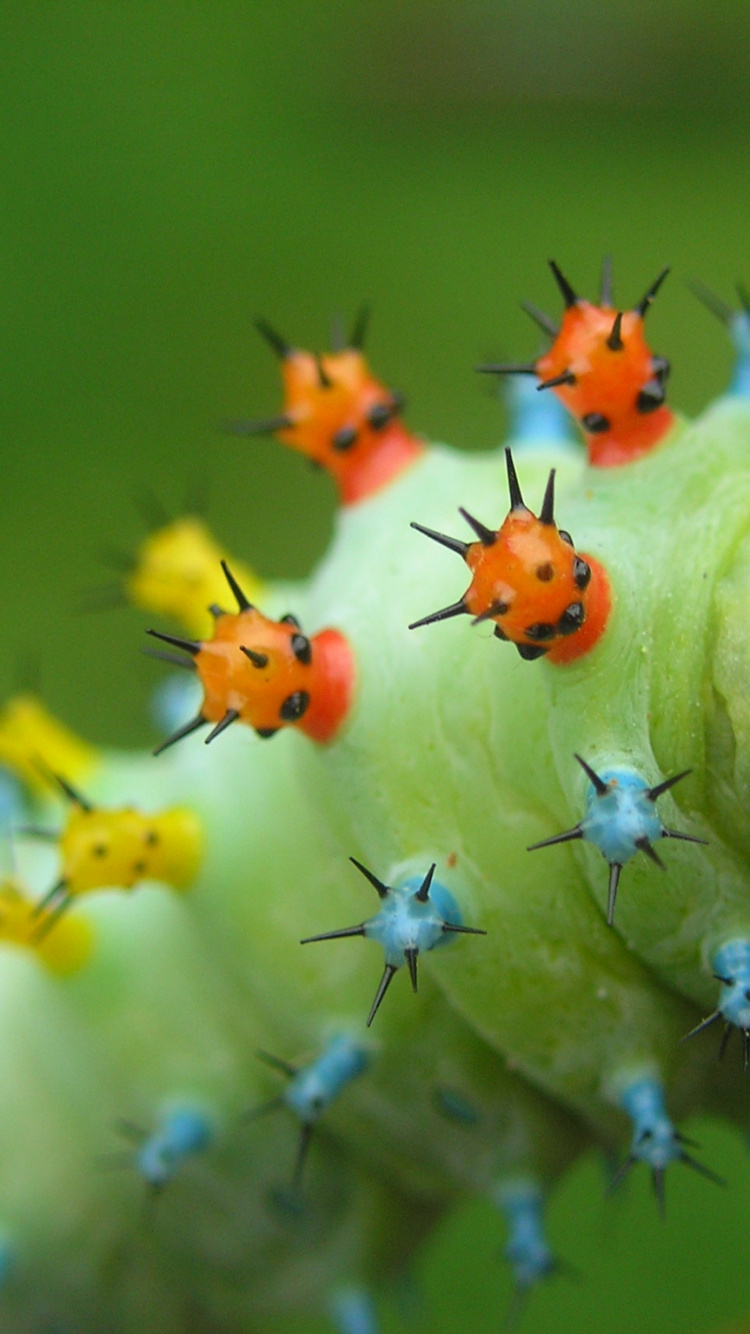 Oruga Verde y Amarilla en Planta Verde. Wallpaper in 750x1334 Resolution