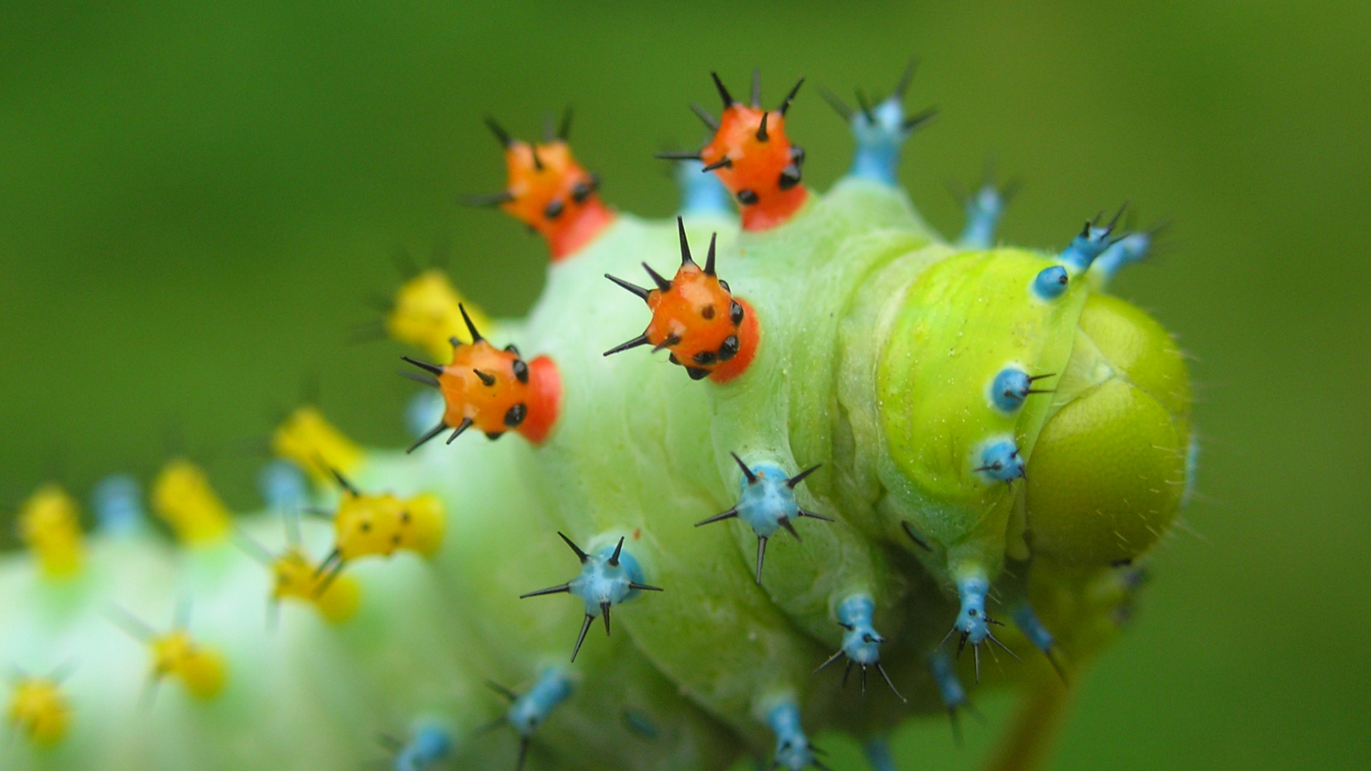 Green and Yellow Caterpillar on Green Plant. Wallpaper in 1920x1080 Resolution