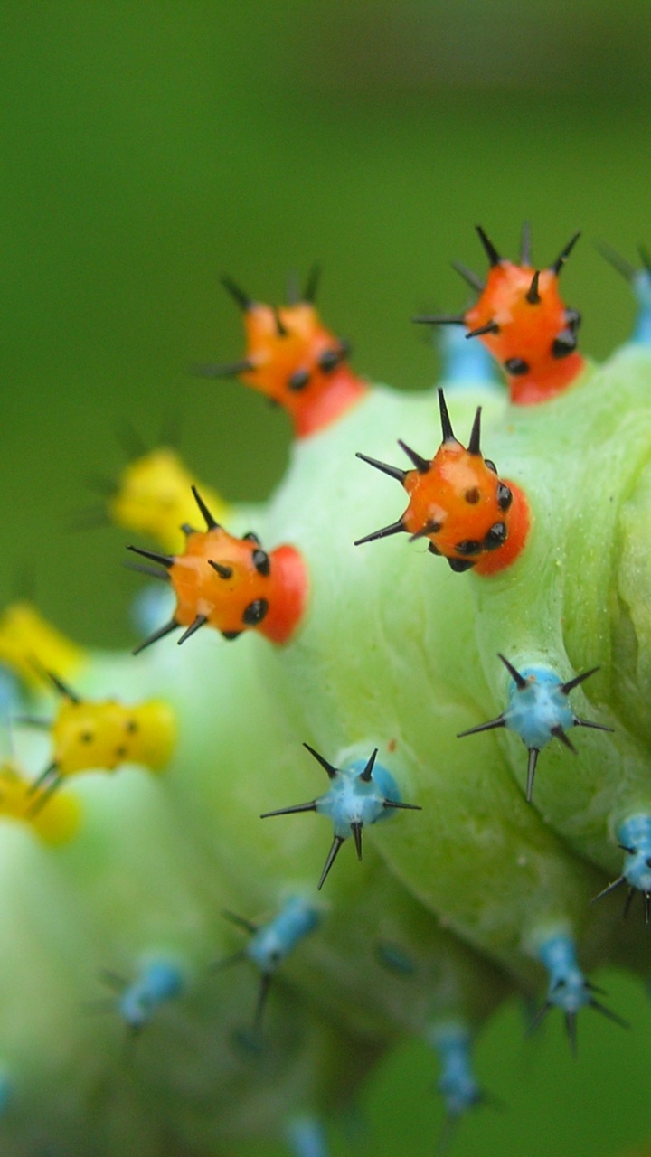 Green and Yellow Caterpillar on Green Plant. Wallpaper in 720x1280 Resolution