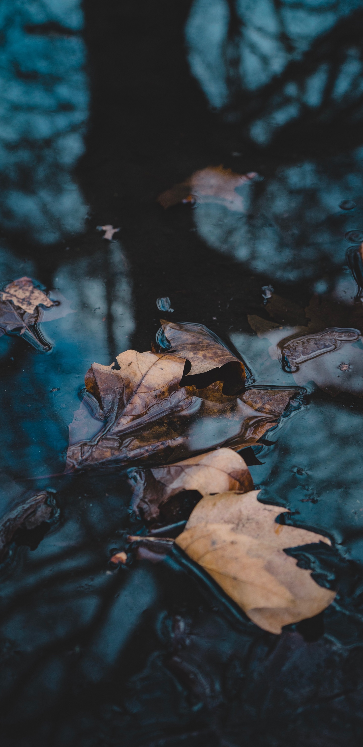 Agua, Reflexión, Video, Television, Sucursal. Wallpaper in 1440x2960 Resolution