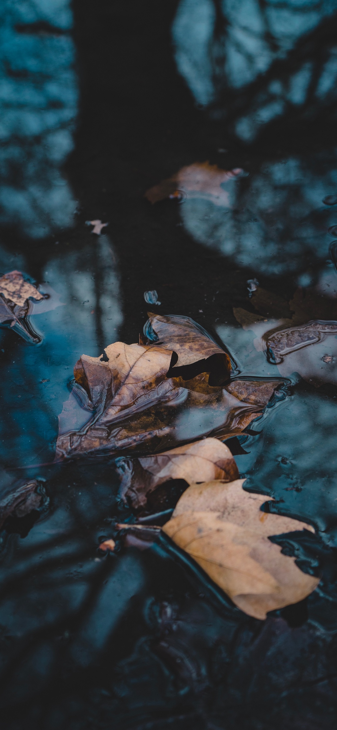 Wasser, Reflexion, Video, Fernsehen, Branch. Wallpaper in 1125x2436 Resolution