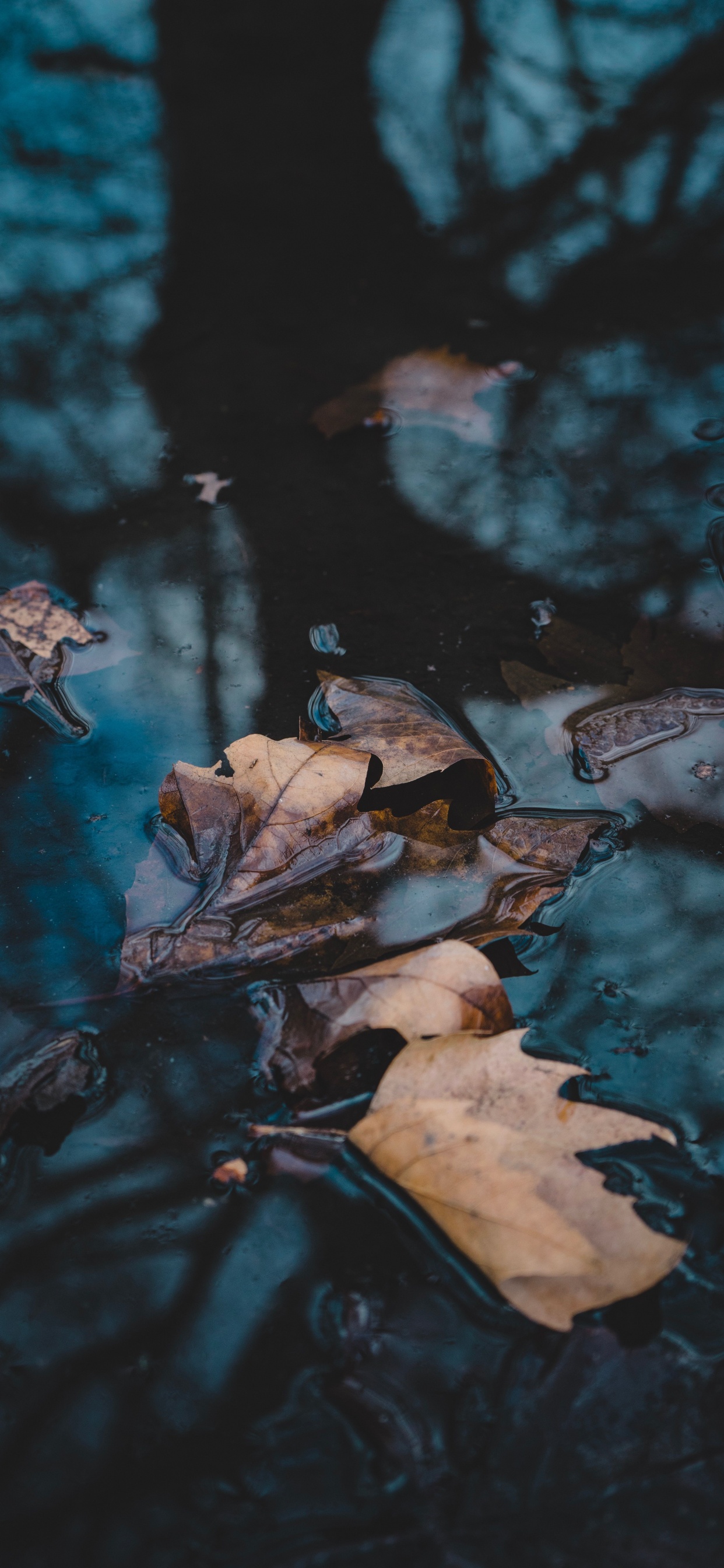 Wasser, Reflexion, Video, Fernsehen, Branch. Wallpaper in 1242x2688 Resolution