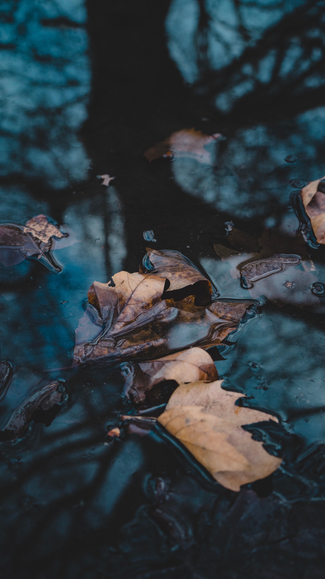 Water, Reflection, Video, Television, Branch. Wallpaper in 1080x1920 Resolution