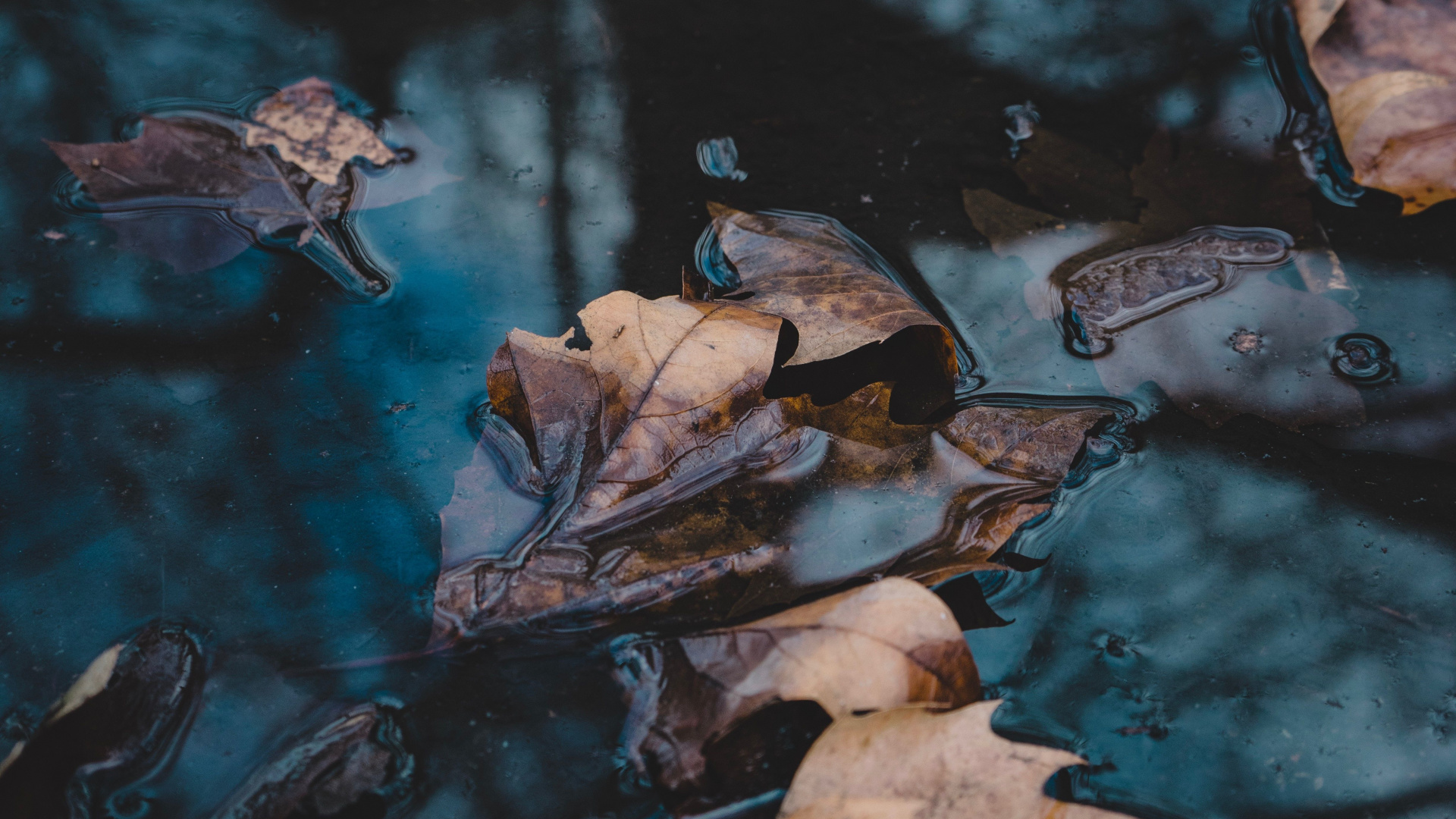 Water, Reflection, Video, Television, Branch. Wallpaper in 1920x1080 Resolution