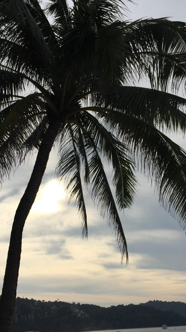 Wasser, Kokosnuss, Palme, Cloud, Baum. Wallpaper in 750x1334 Resolution