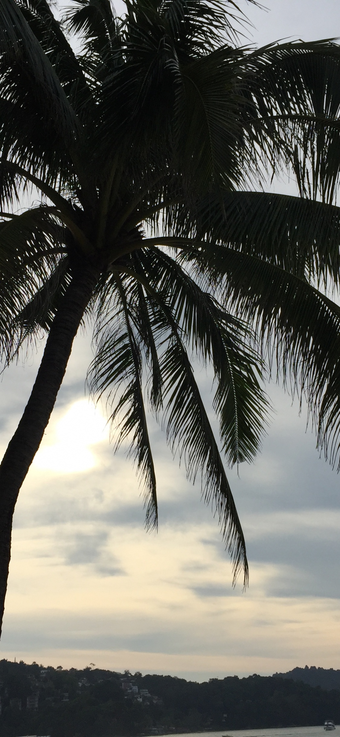 Water, Coconut, Palm Trees, Cloud, Tree. Wallpaper in 1125x2436 Resolution