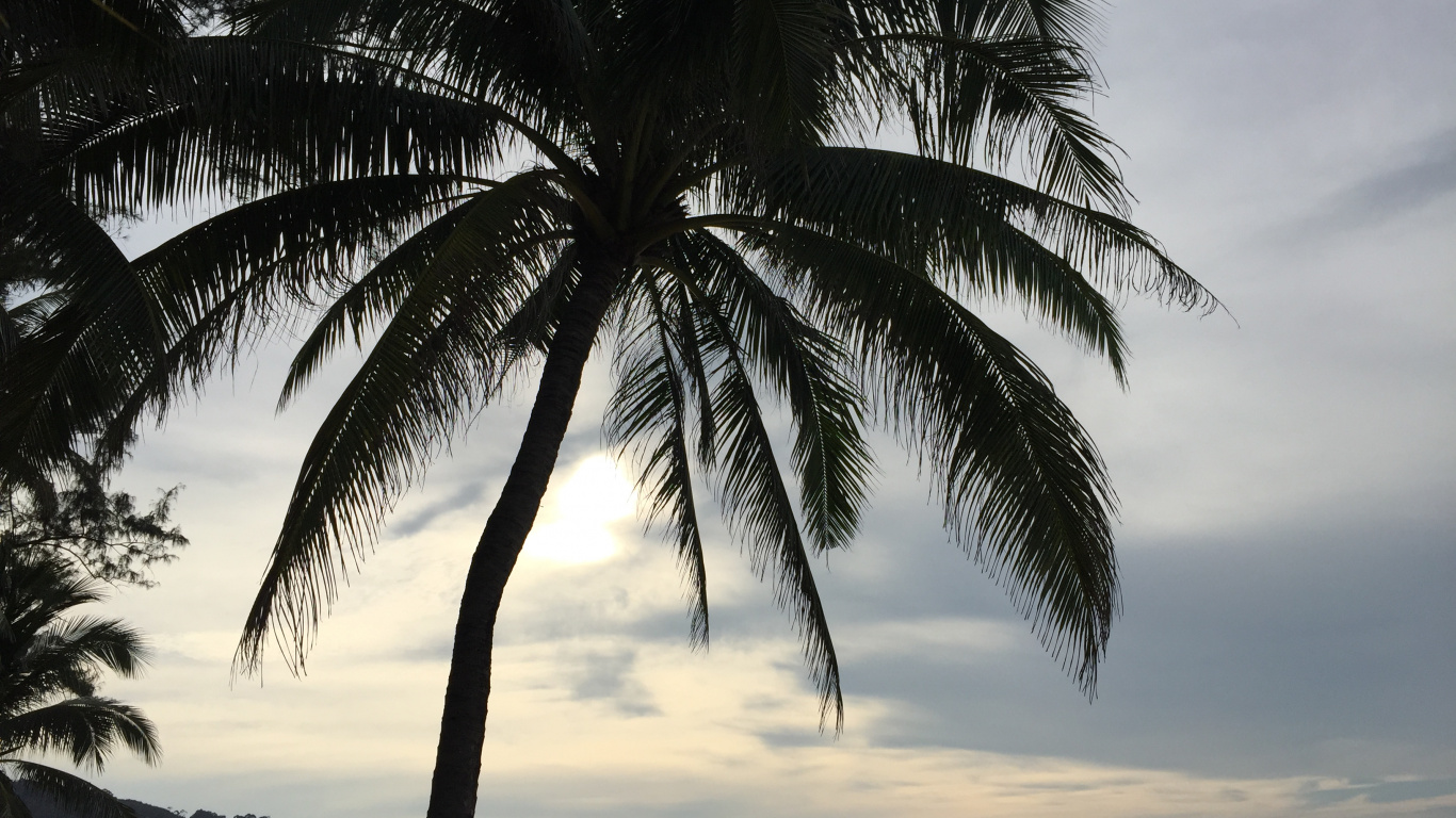 Water, Coconut, Palm Trees, Cloud, Tree. Wallpaper in 1366x768 Resolution