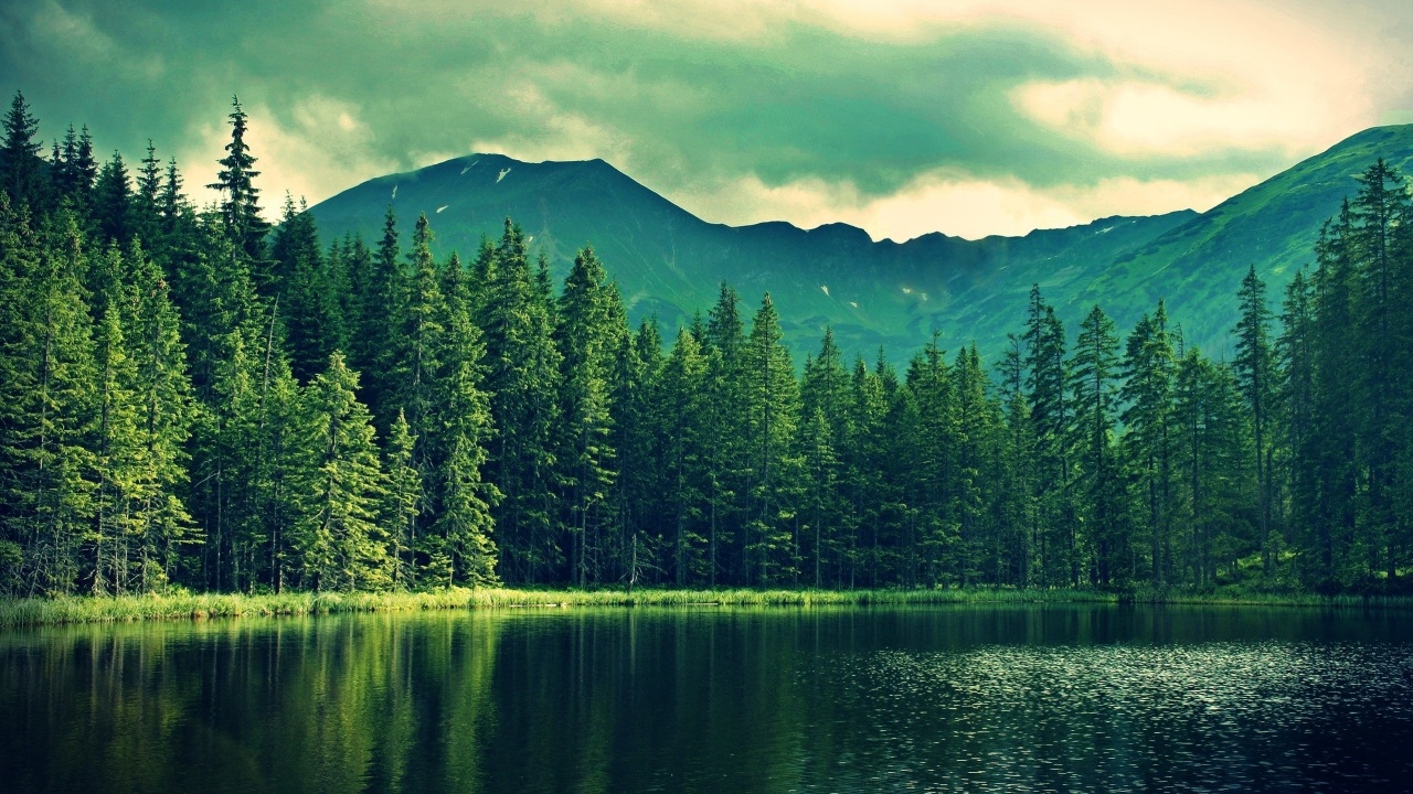 Green Pine Trees Near Lake and Mountain During Daytime. Wallpaper in 1280x720 Resolution