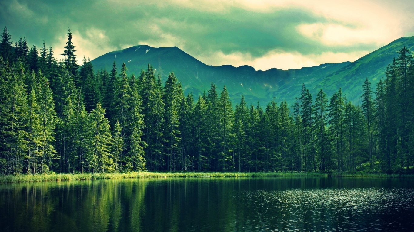 Green Pine Trees Near Lake and Mountain During Daytime. Wallpaper in 1366x768 Resolution