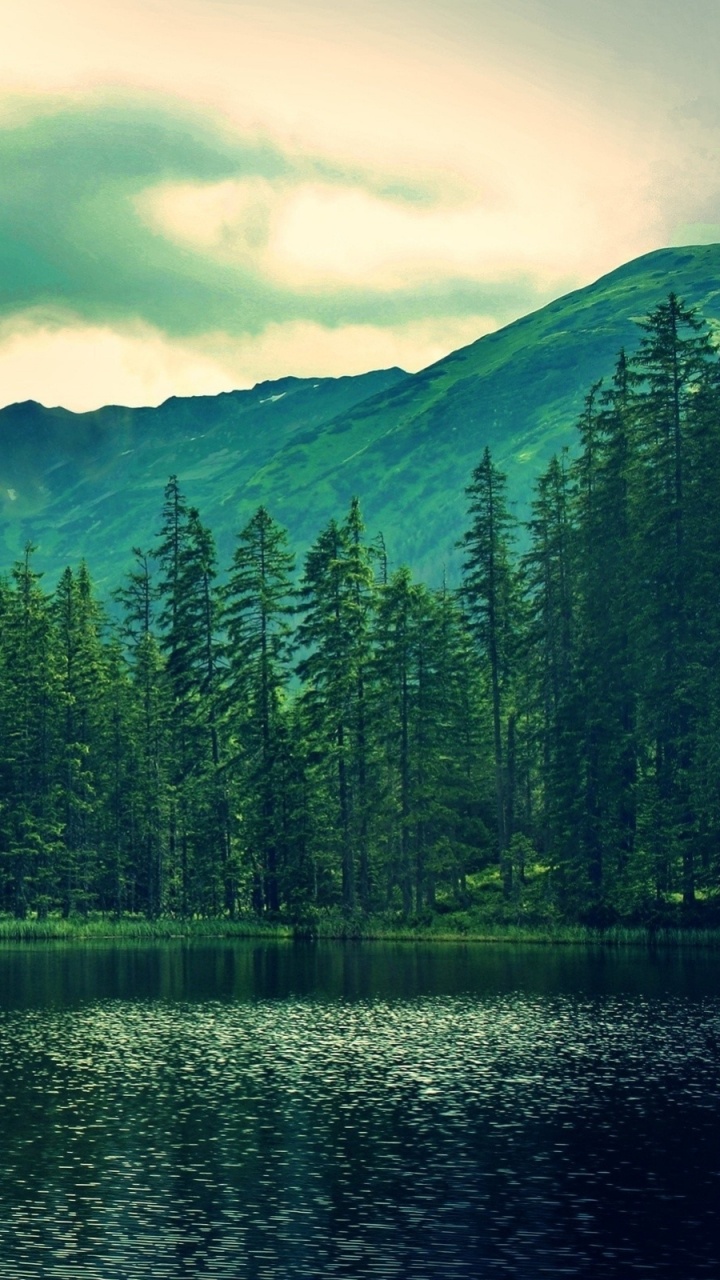 Green Pine Trees Near Lake and Mountain During Daytime. Wallpaper in 720x1280 Resolution