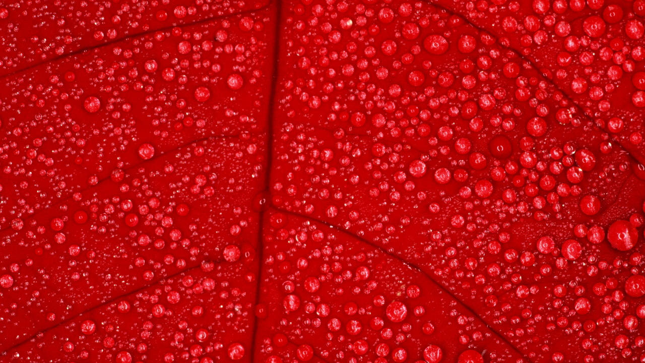Textile Floral Rouge et Blanc. Wallpaper in 1280x720 Resolution