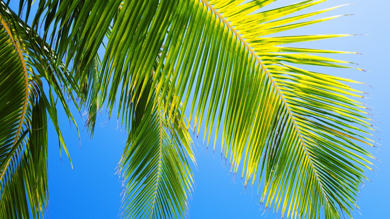 Tagsüber Grüne Palme Unter Blauem Himmel. Wallpaper in 1366x768 Resolution