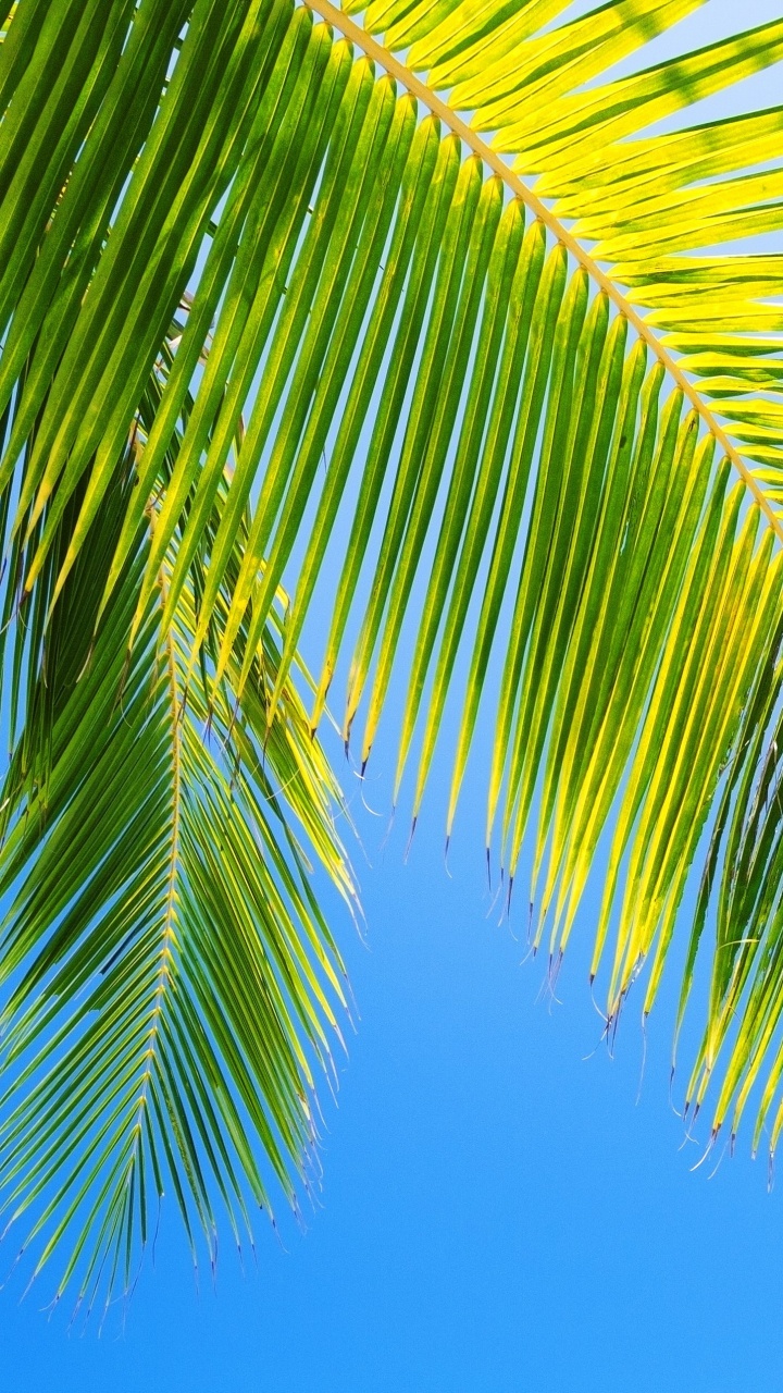 Tagsüber Grüne Palme Unter Blauem Himmel. Wallpaper in 720x1280 Resolution