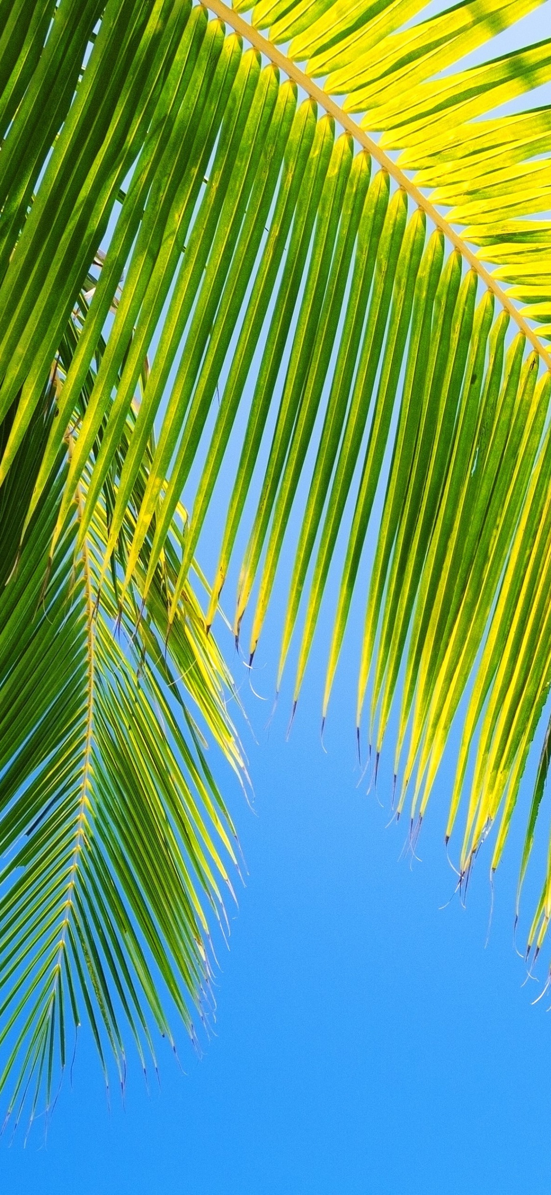 Palmier Vert Sous Ciel Bleu Pendant la Journée. Wallpaper in 1125x2436 Resolution