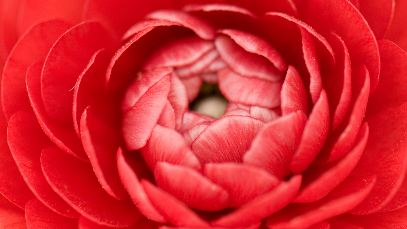 Pétalo, Rosa, Rojo, Japonés de la Camelia, Fábrica. Wallpaper in 1366x768 Resolution