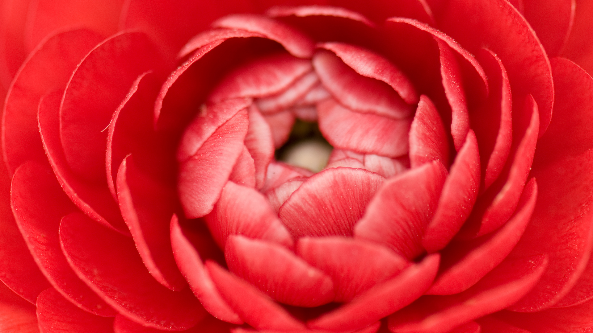 Pétalo, Rosa, Rojo, Japonés de la Camelia, Fábrica. Wallpaper in 1920x1080 Resolution