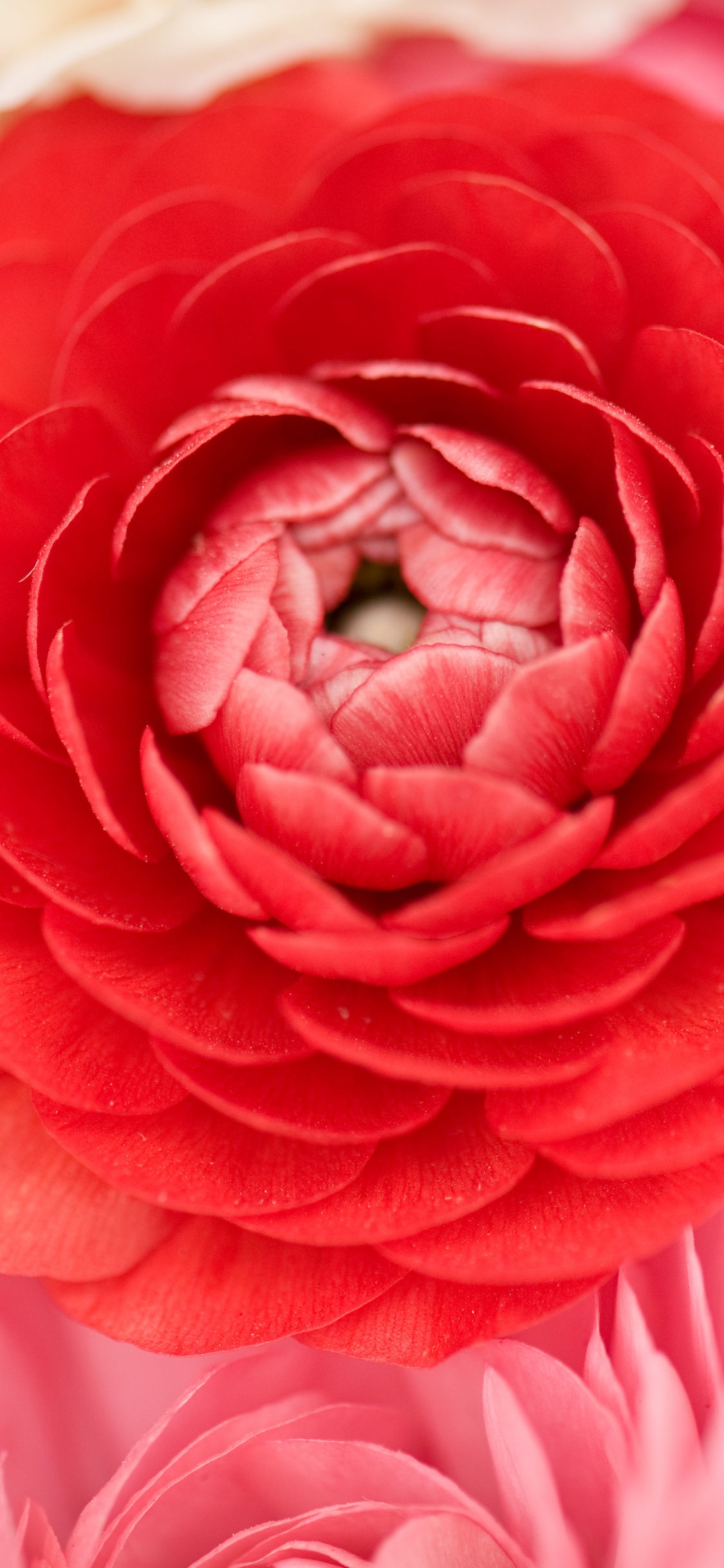 Blütenblatt, Pink, Rose, Japanische Kamelie, Fabrik. Wallpaper in 1125x2436 Resolution