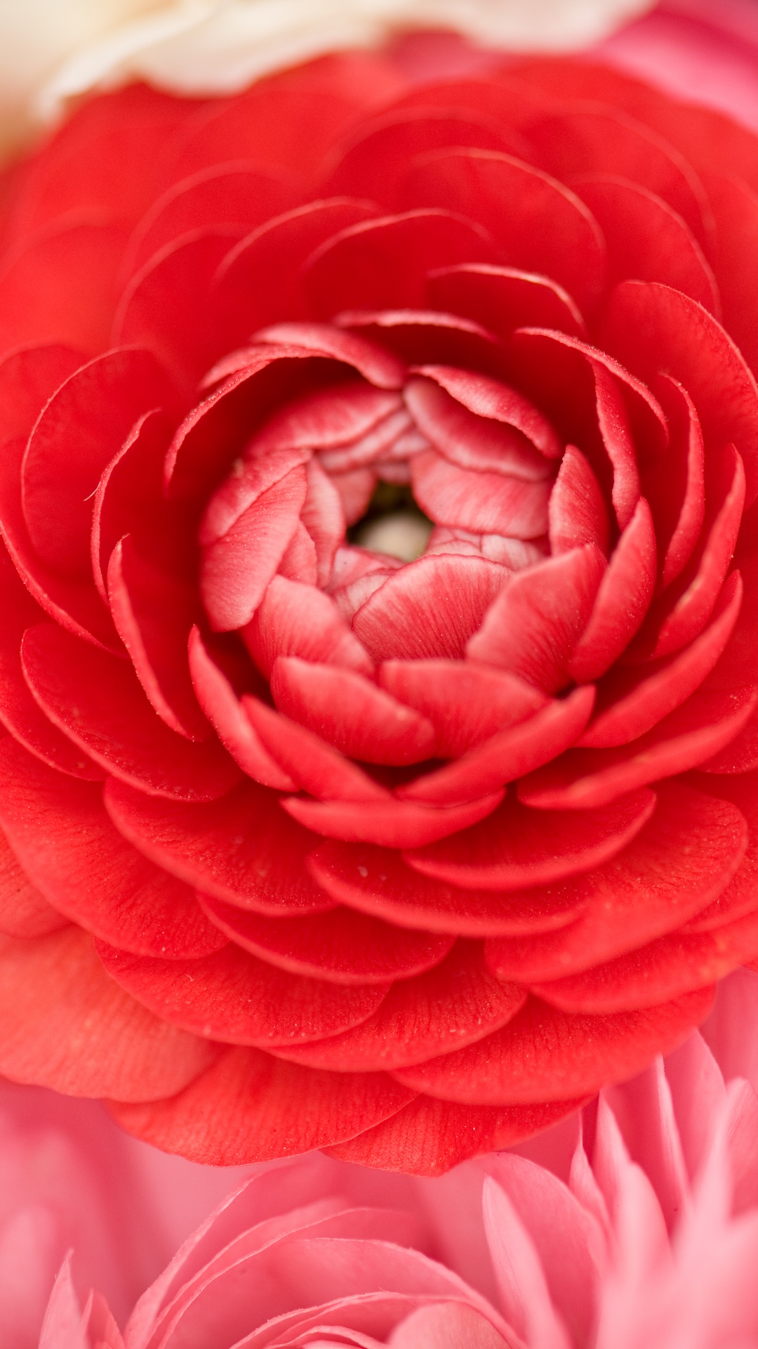 Petal, Pink, Red, Flower, Rose. Wallpaper in 1080x1920 Resolution