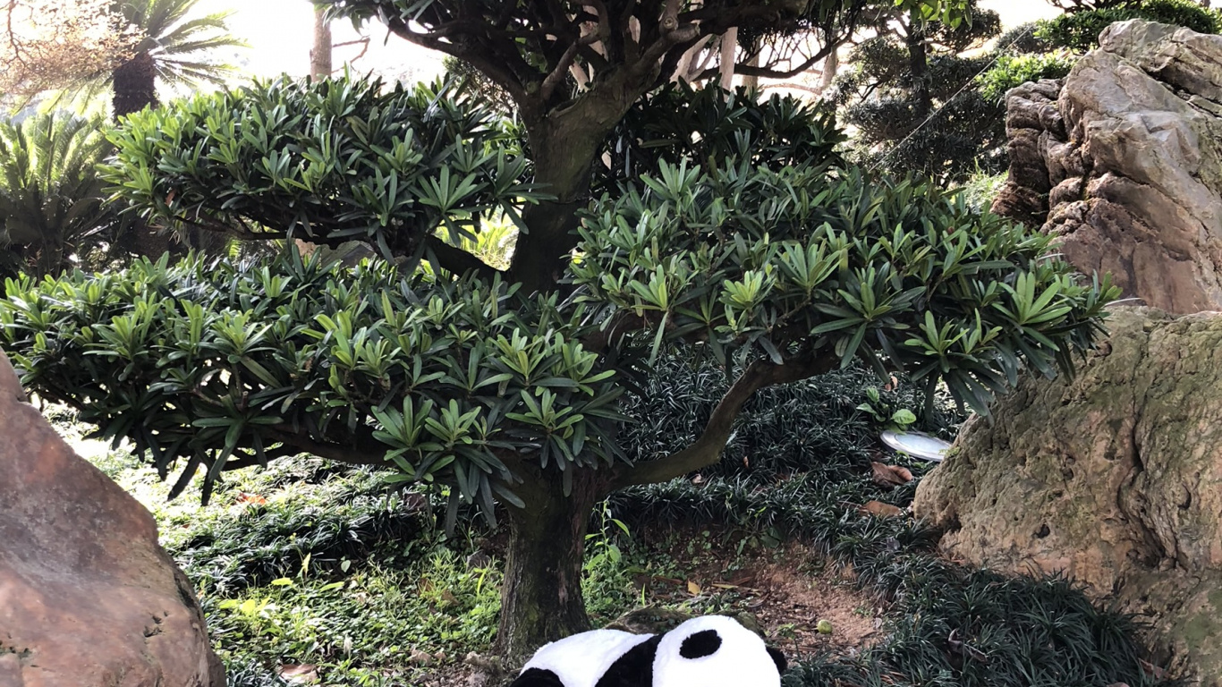 Giant Panda, Science, Biology, Carnivore, Terrestrial Animal. Wallpaper in 1366x768 Resolution