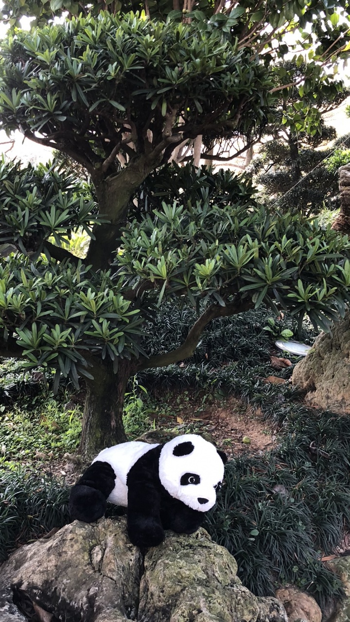 Pandabären, Wissenschaft, Biologie, Carnivore, Terrestrische Tier. Wallpaper in 720x1280 Resolution