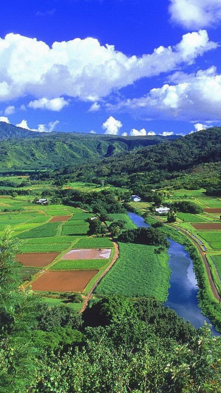 Champ D'herbe Verte Sous Ciel Bleu Pendant la Journée. Wallpaper in 720x1280 Resolution