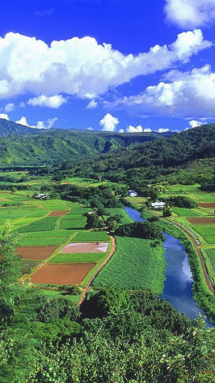 Champ D'herbe Verte Sous Ciel Bleu Pendant la Journée. Wallpaper in 750x1334 Resolution