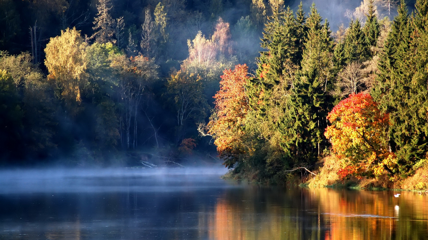 Green and Brown Trees Beside River During Daytime. Wallpaper in 1366x768 Resolution