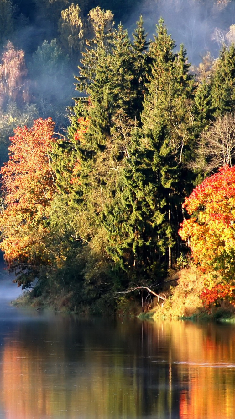 Green and Brown Trees Beside River During Daytime. Wallpaper in 750x1334 Resolution