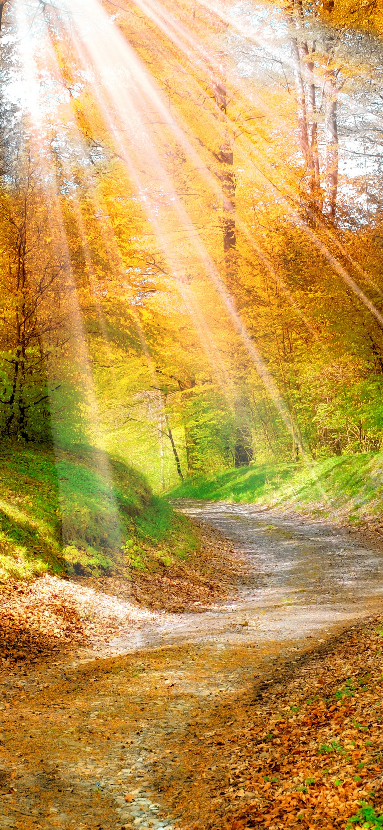 Autumn, Forest, Tree, Landscape, Leaf. Wallpaper in 1242x2688 Resolution