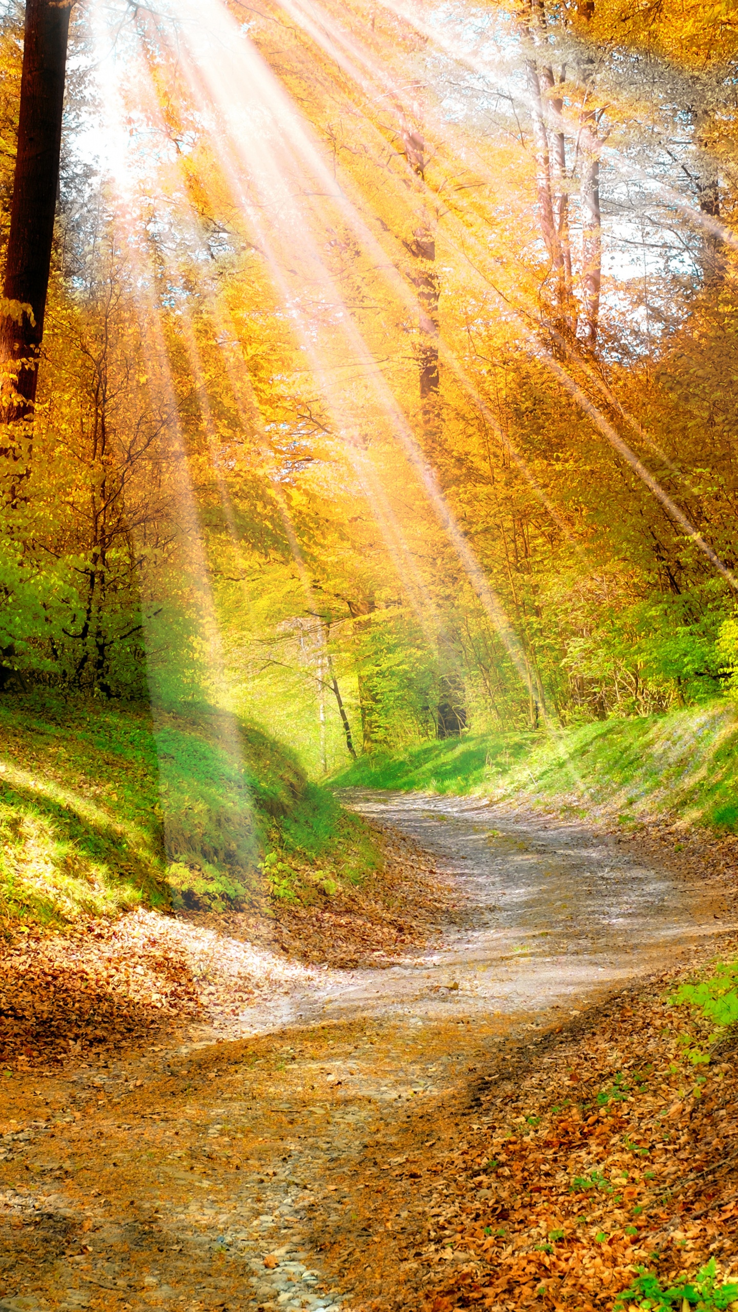 Herbst, Wald, Baum, Blatt, Natur. Wallpaper in 1440x2560 Resolution