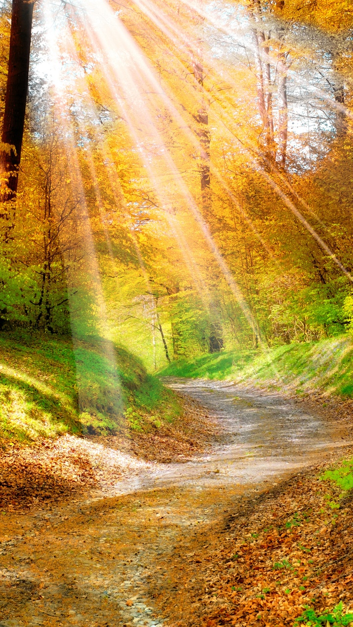 Herbst, Wald, Baum, Blatt, Natur. Wallpaper in 720x1280 Resolution