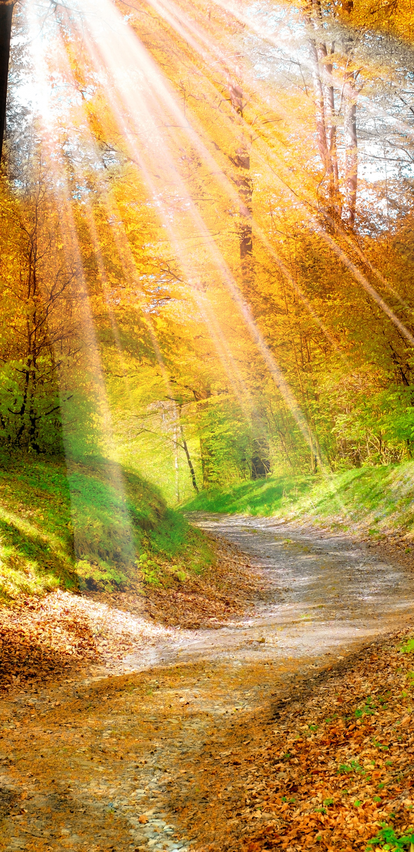 Naturaleza, Paisaje Natural, Entorno Natural, la Luz Del Sol, Luz. Wallpaper in 1440x2960 Resolution