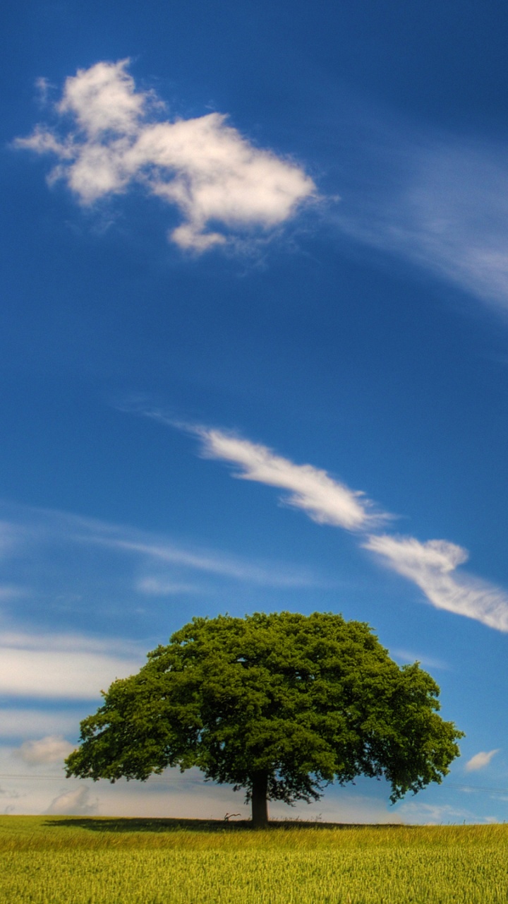 Campo de Hierba Verde Bajo un Cielo Azul y Nubes Blancas Durante el Día. Wallpaper in 720x1280 Resolution