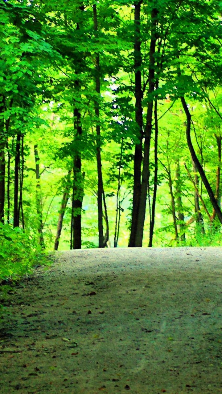 Green Trees on Forest During Daytime. Wallpaper in 720x1280 Resolution