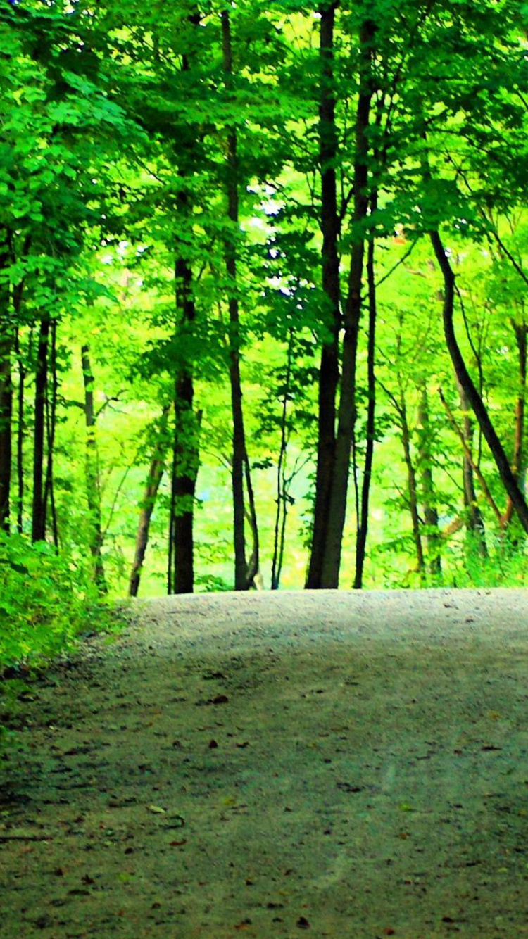 Green Trees on Forest During Daytime. Wallpaper in 750x1334 Resolution