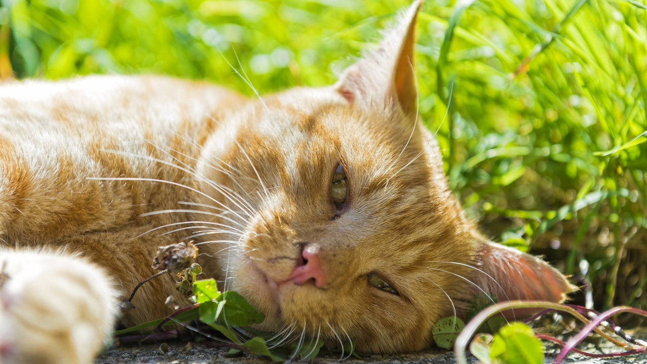 Orange Tabby Cat Lying on Ground. Wallpaper in 1280x720 Resolution