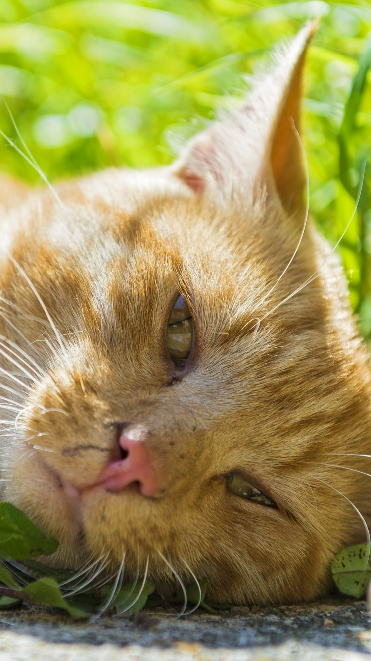 Orange Tabby Cat Lying on Ground. Wallpaper in 750x1334 Resolution