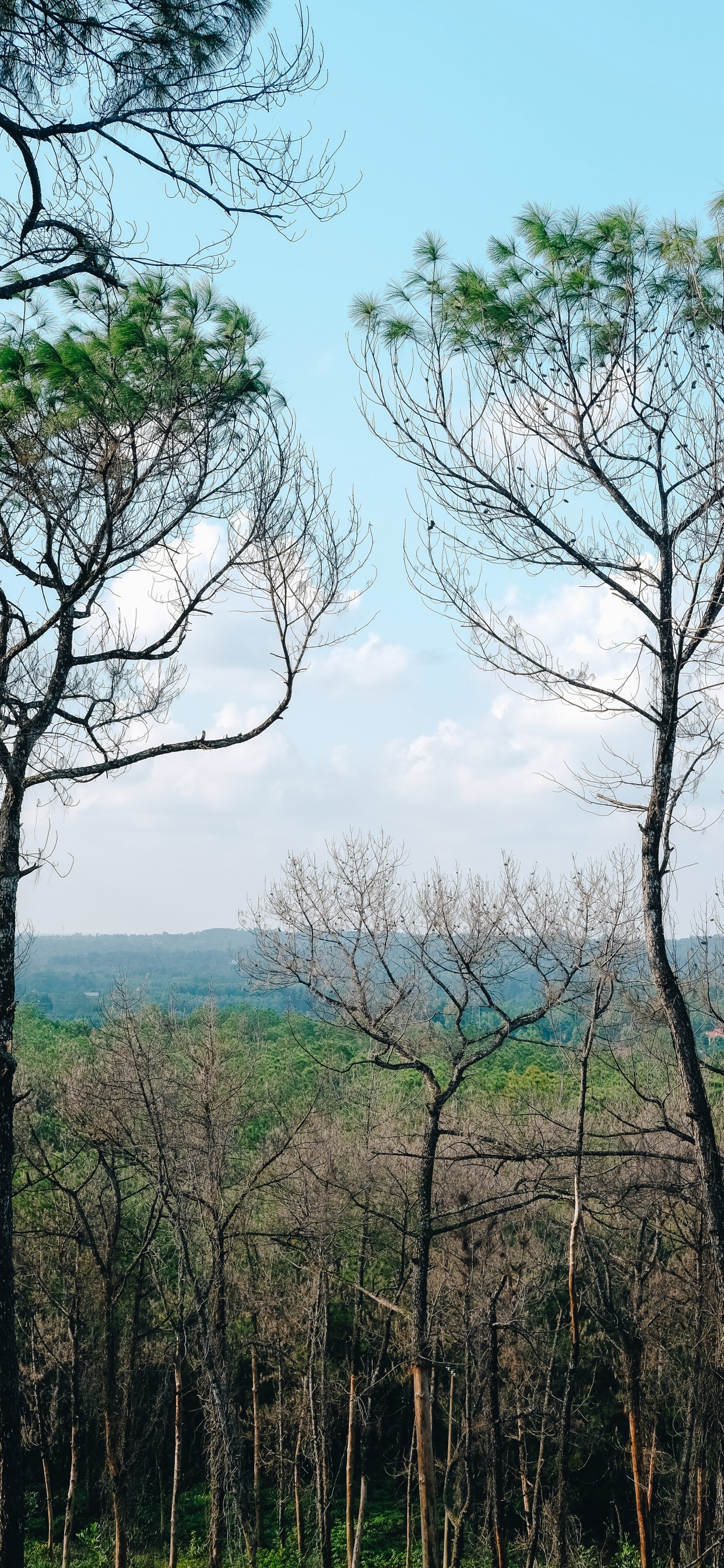 la Vegetación, Sucursal, Planta Leñosa, Naturaleza, Entorno Natural. Wallpaper in 1242x2688 Resolution