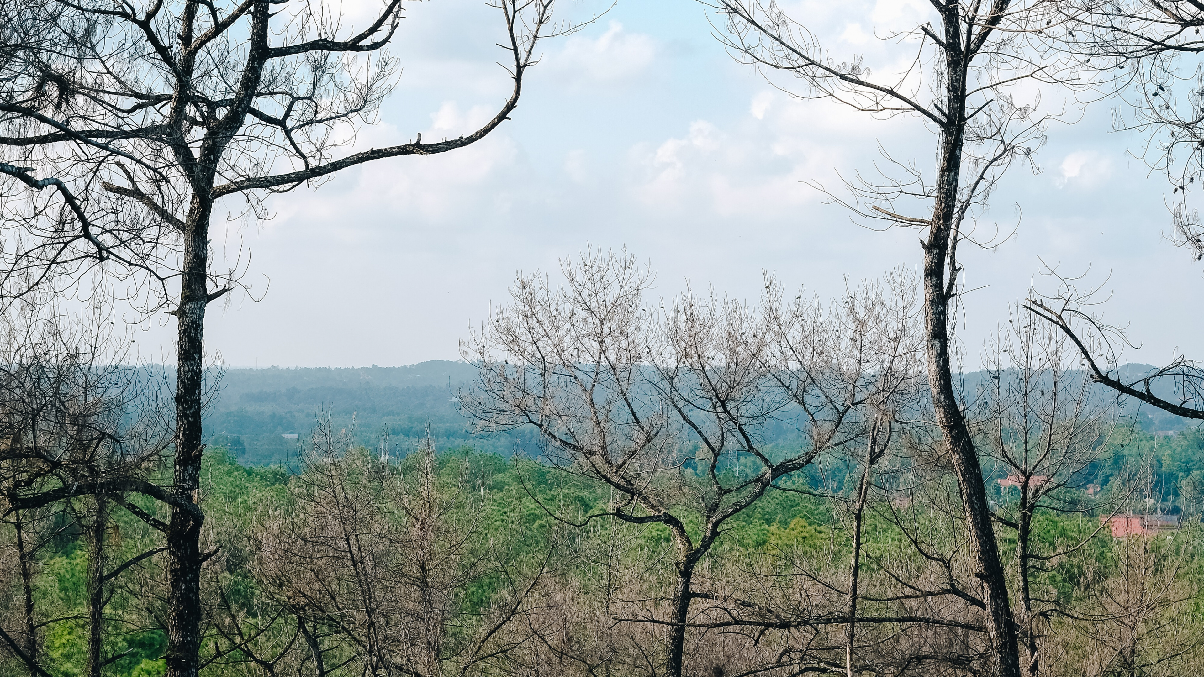 la Vegetación, Sucursal, Planta Leñosa, Naturaleza, Entorno Natural. Wallpaper in 3840x2160 Resolution
