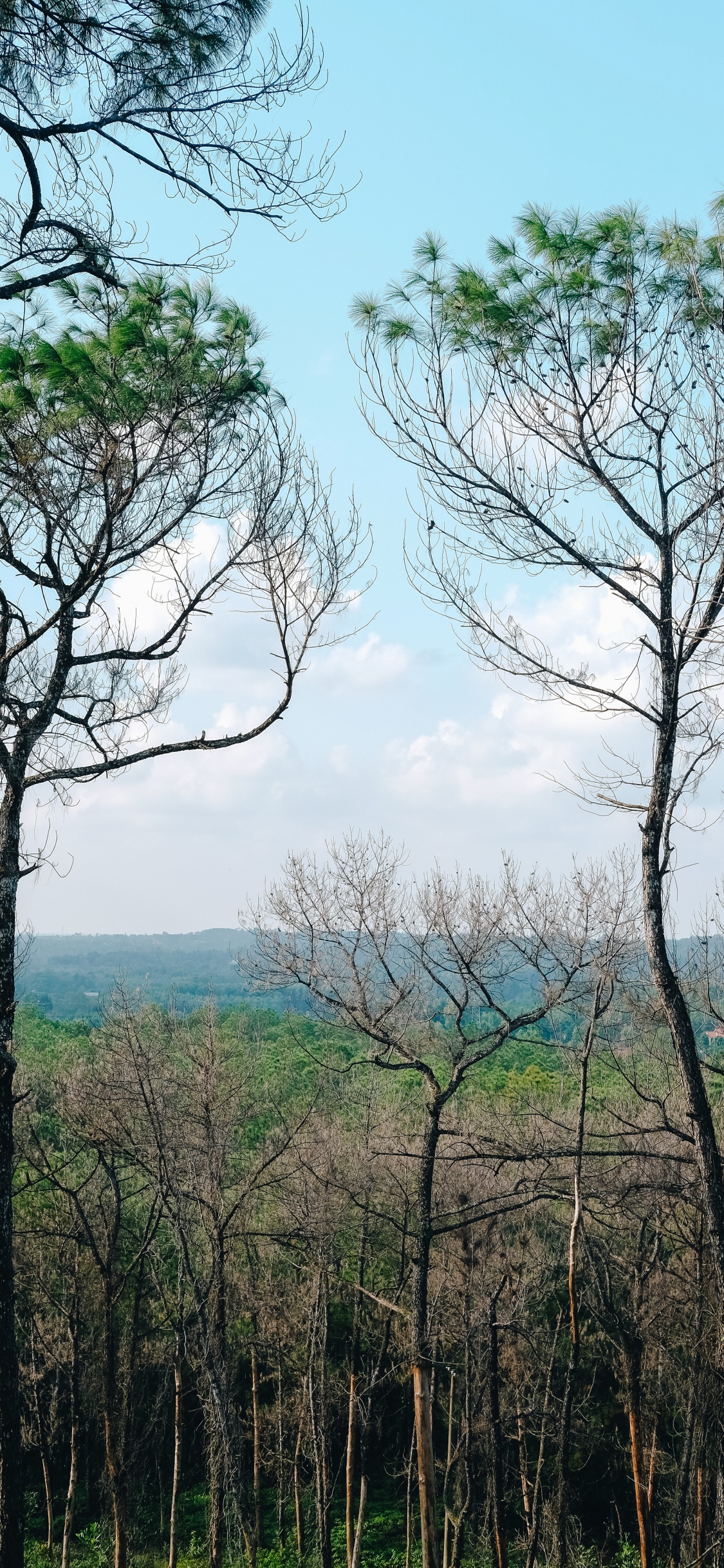 Vegetation, Branch, Woody Plant, Tree, Nature. Wallpaper in 1125x2436 Resolution