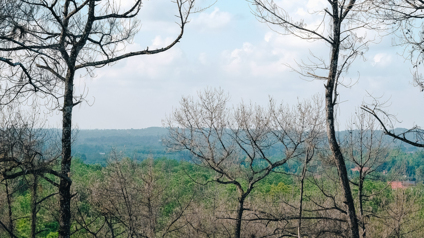 Vegetation, Branch, Woody Plant, Tree, Nature. Wallpaper in 1366x768 Resolution