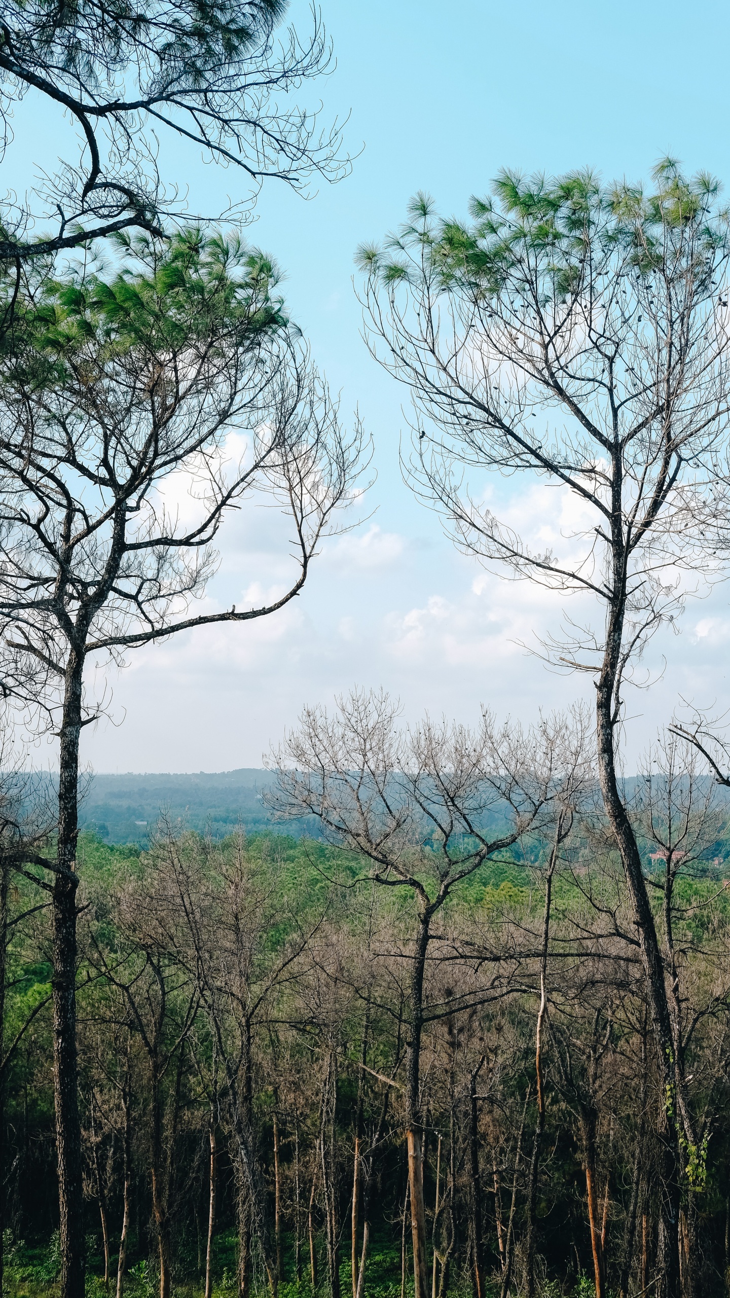 Vegetation, Branch, Woody Plant, Tree, Nature. Wallpaper in 1440x2560 Resolution