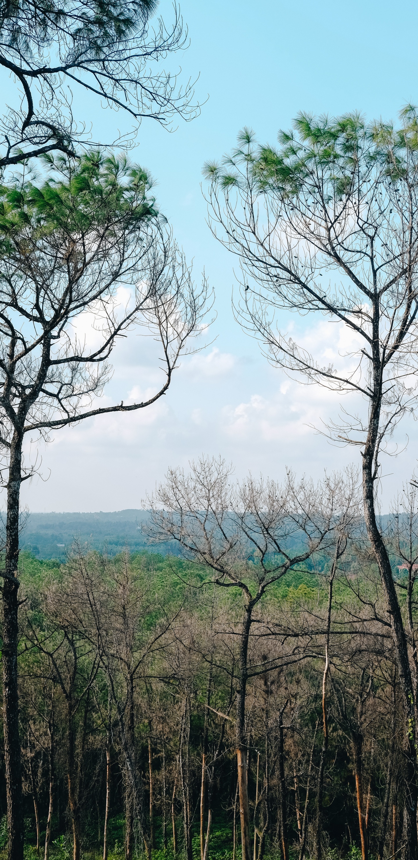 Vegetation, Branch, Woody Plant, Tree, Nature. Wallpaper in 1440x2960 Resolution