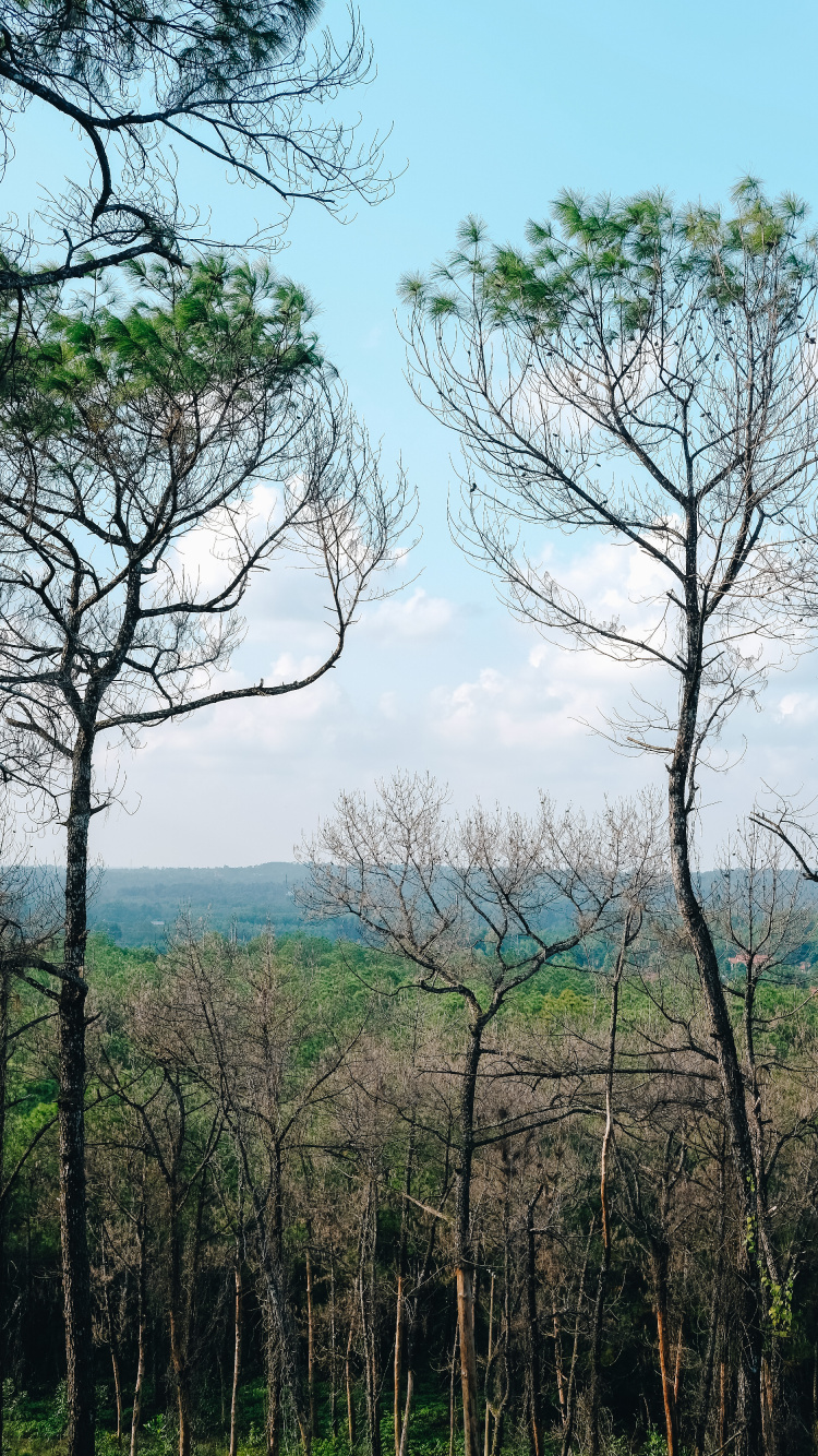 Vegetation, Branch, Woody Plant, Tree, Nature. Wallpaper in 750x1334 Resolution